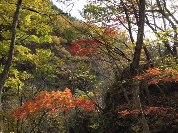 龍王峡の川沿いの紅葉