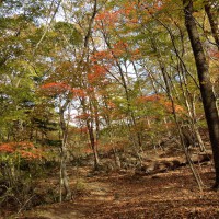 林の中にあるわずかな紅葉
