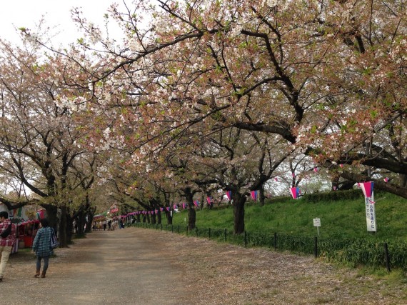 座っているベンチ辺りから観た桜のトンネル