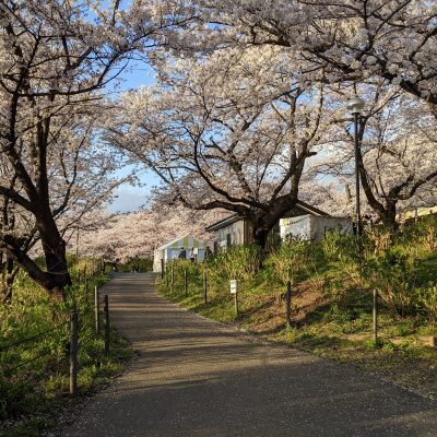 自転車駐輪場近くの桜並木
