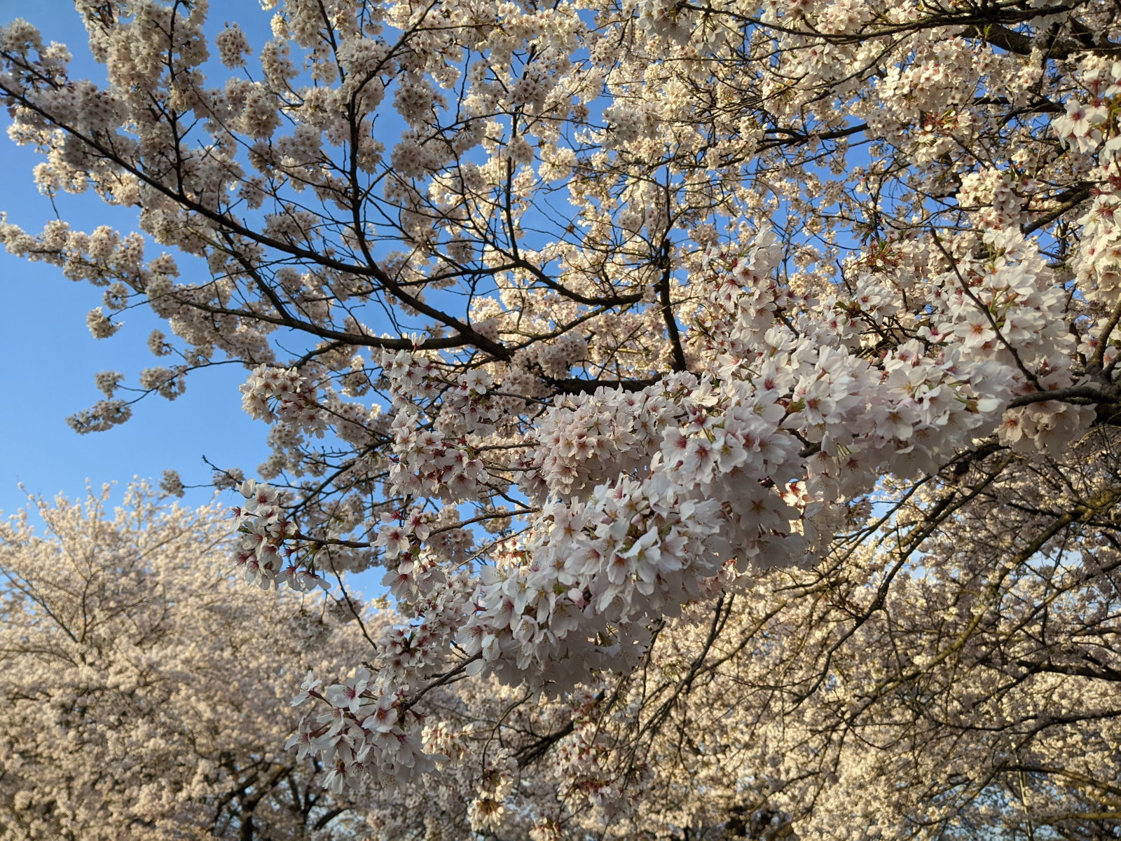満開に咲く桜