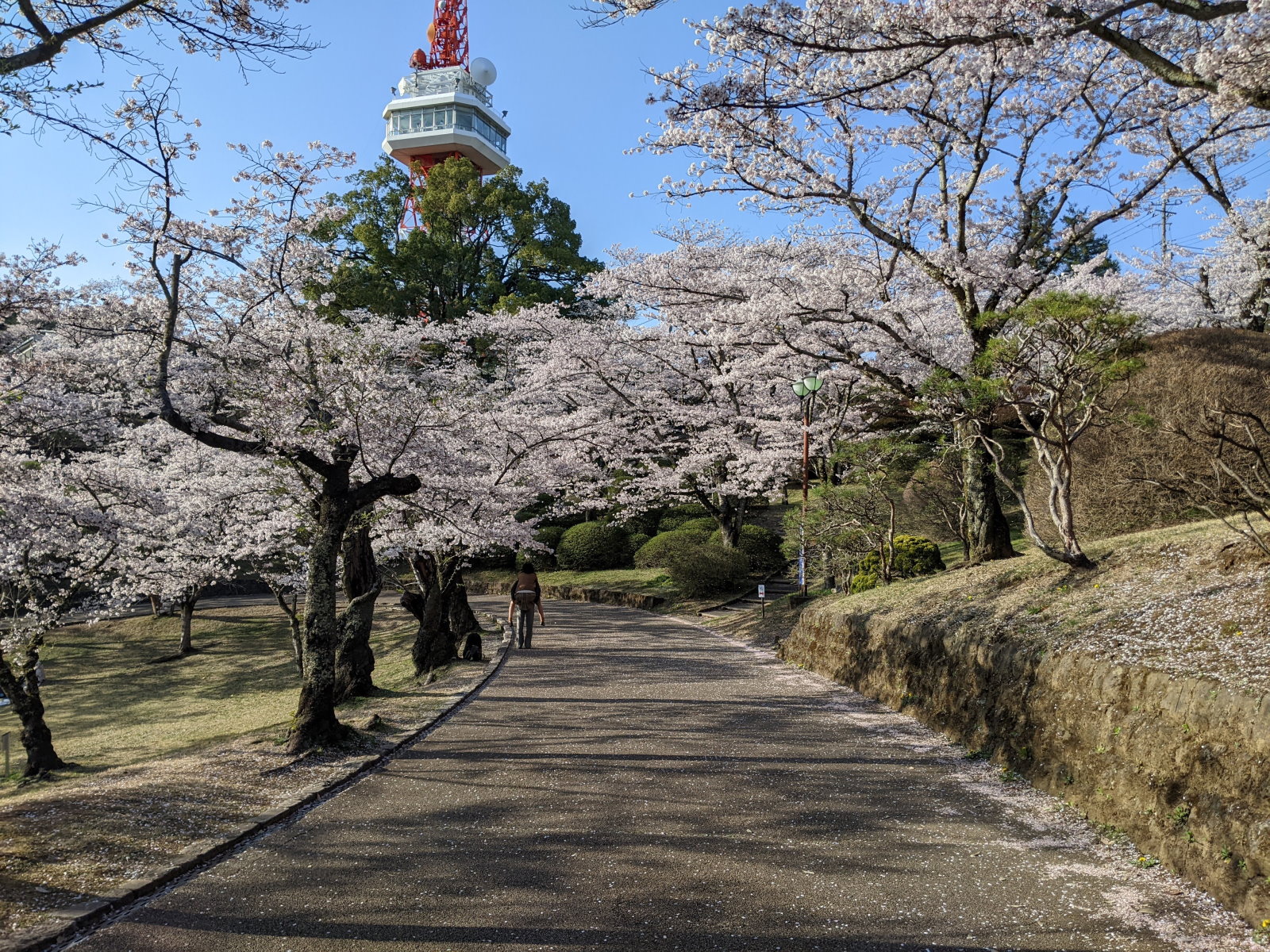 桜の先に見える謎のタワー