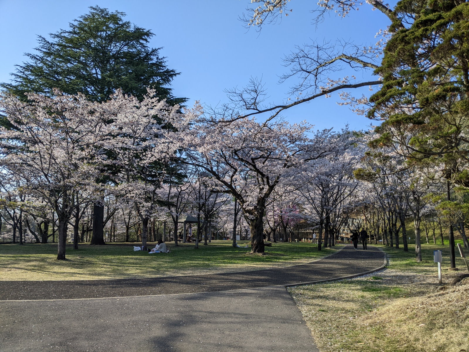 道の先まで咲く桜
