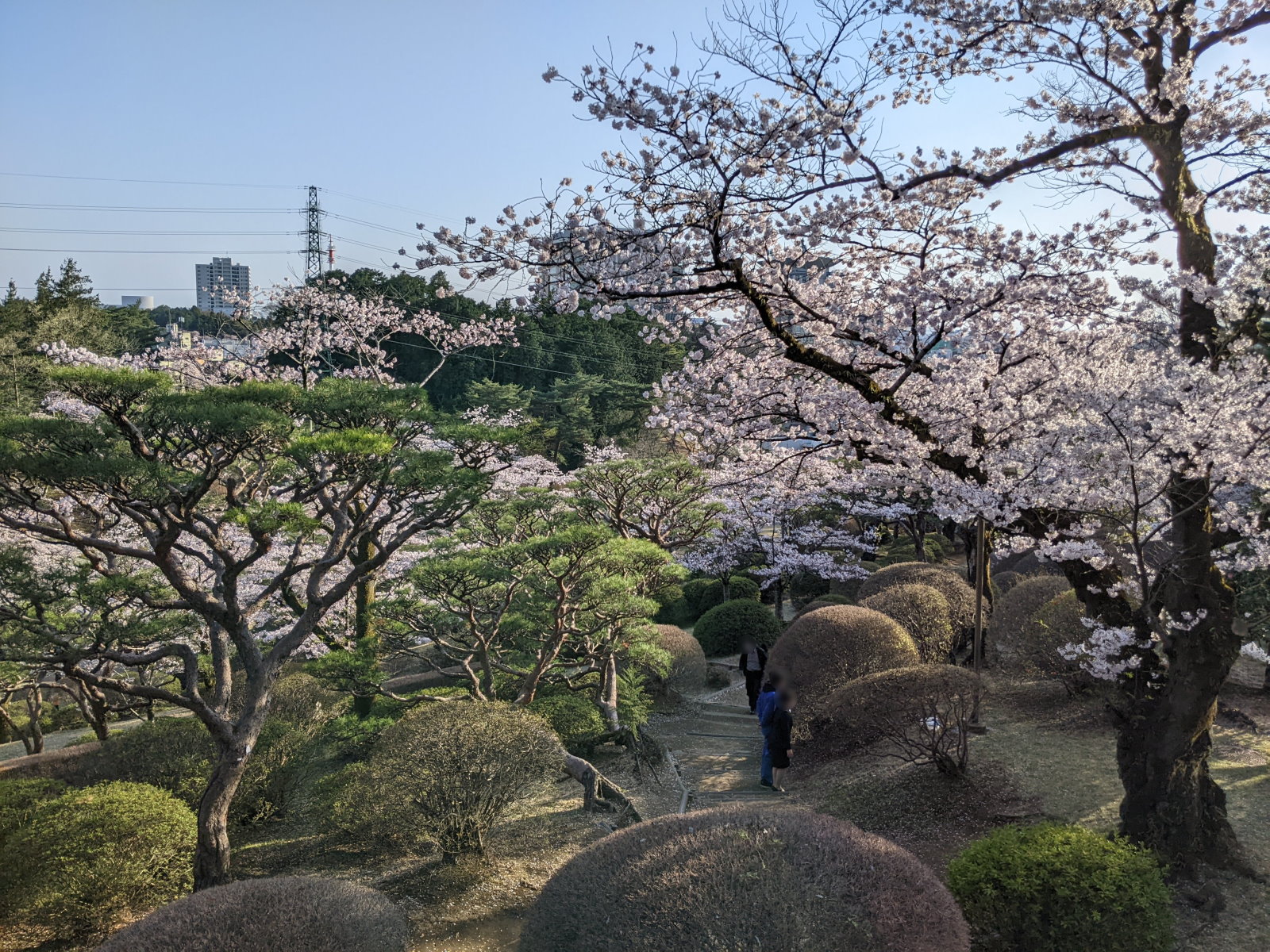 宇都宮タワーのそばの高台から見た桜