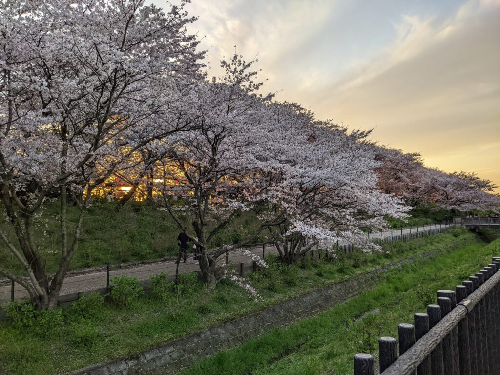 桜の木の隙間から溢れる夕焼けがキレイ