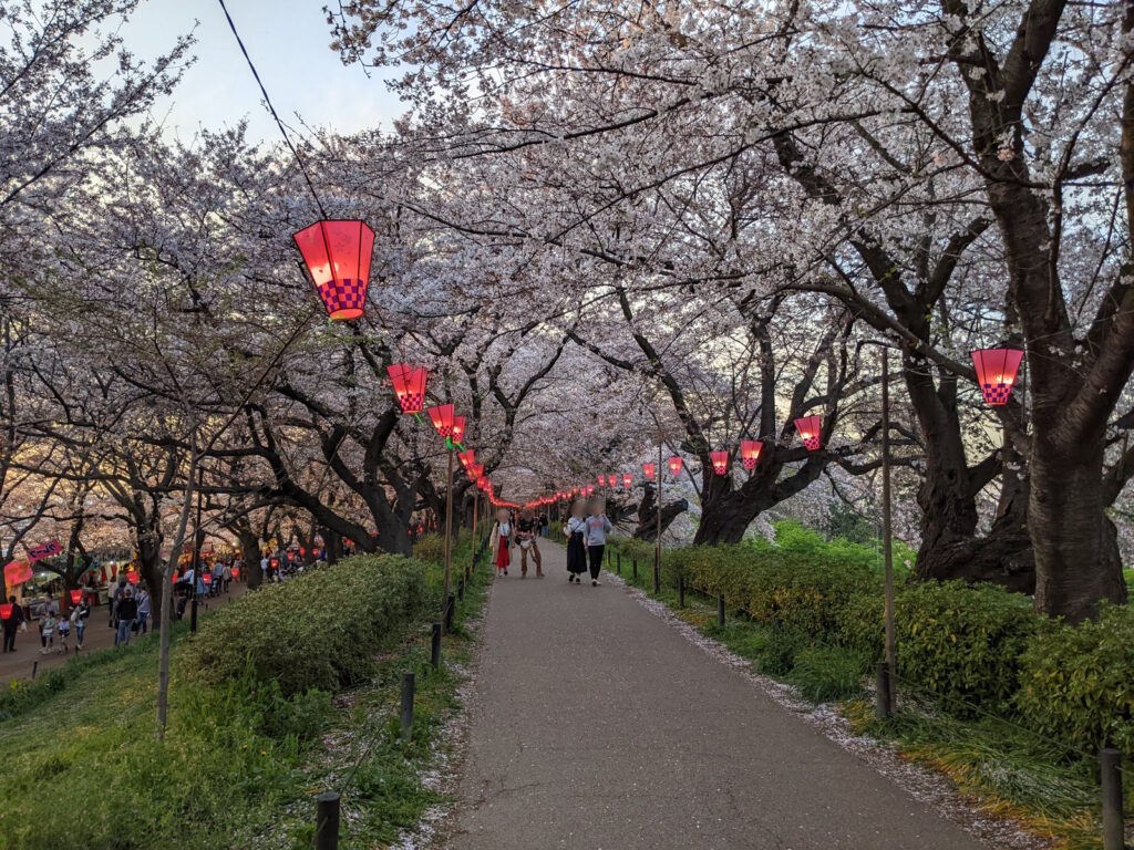 桜の色と夕焼けの色が混ざる景色がキレイ