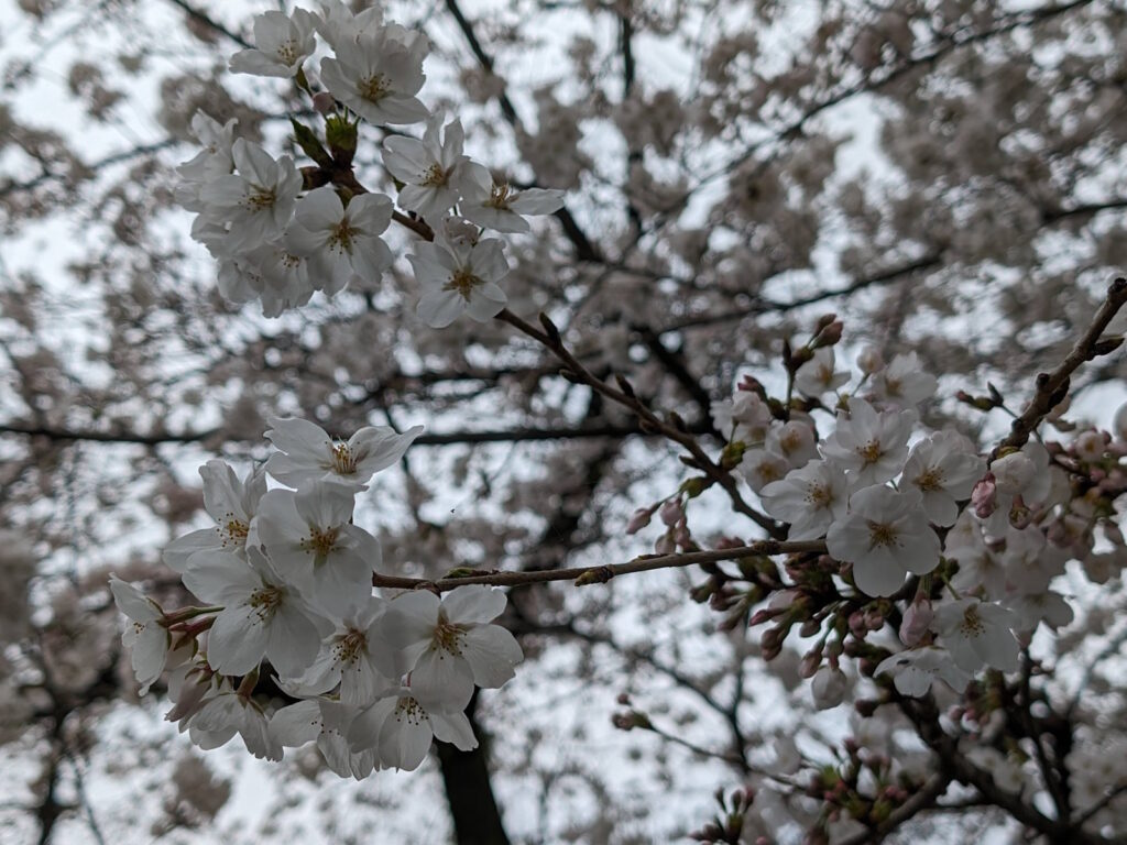 小田原駅周辺の桜