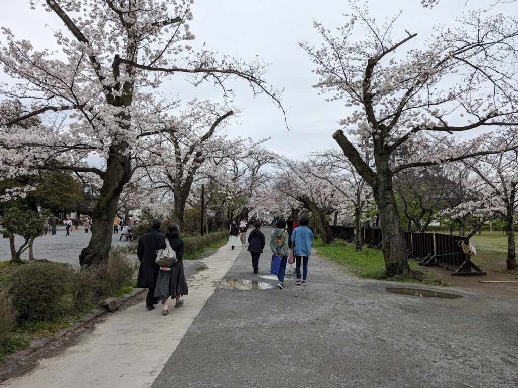 小田原駅周辺の通りの桜