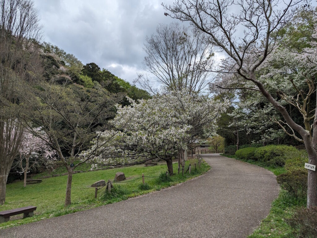 鎌倉中央公園での道周りの咲く桜