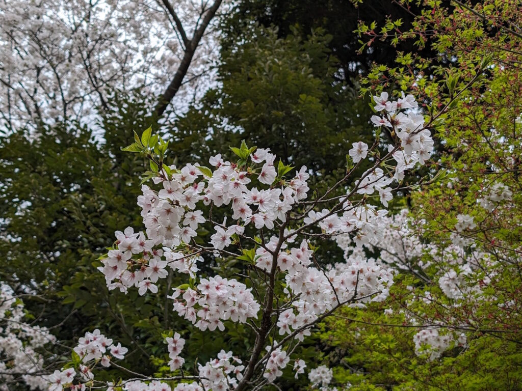 鎌倉中央公園の桜
