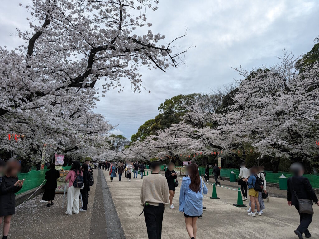 上野公園の桜の道