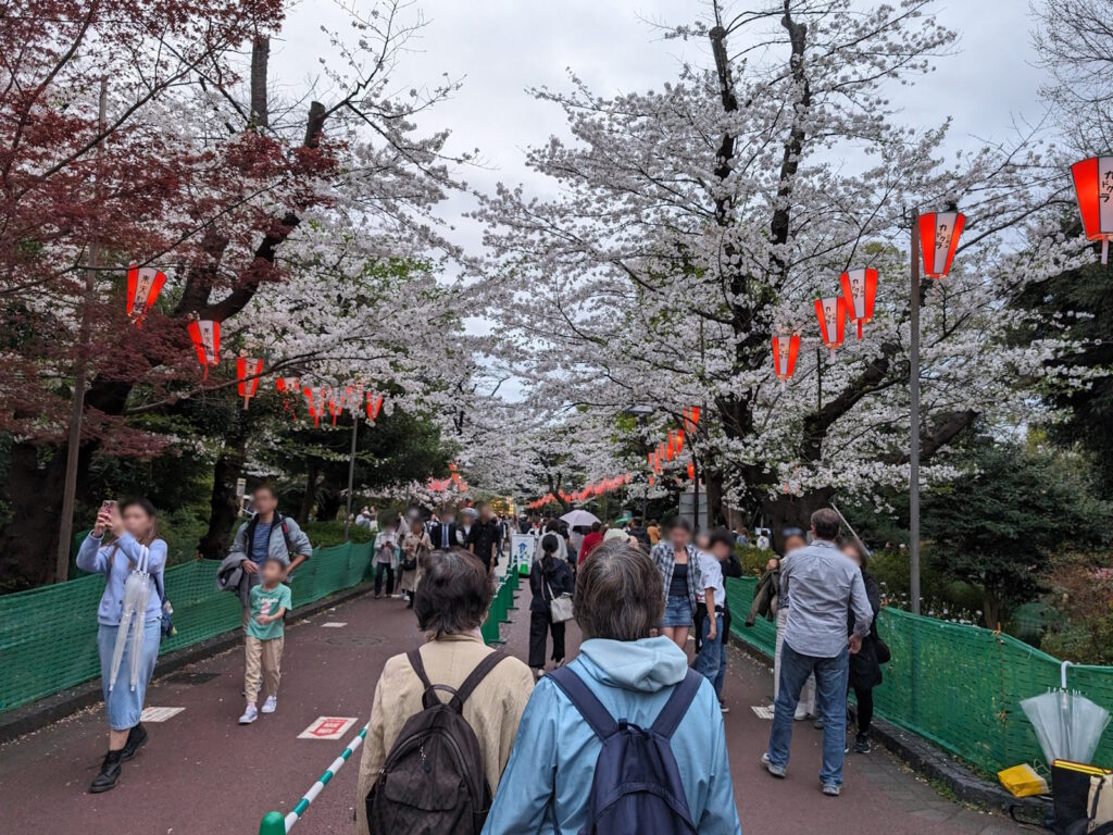 提灯が垂れ下がっている上野公園の桜の道