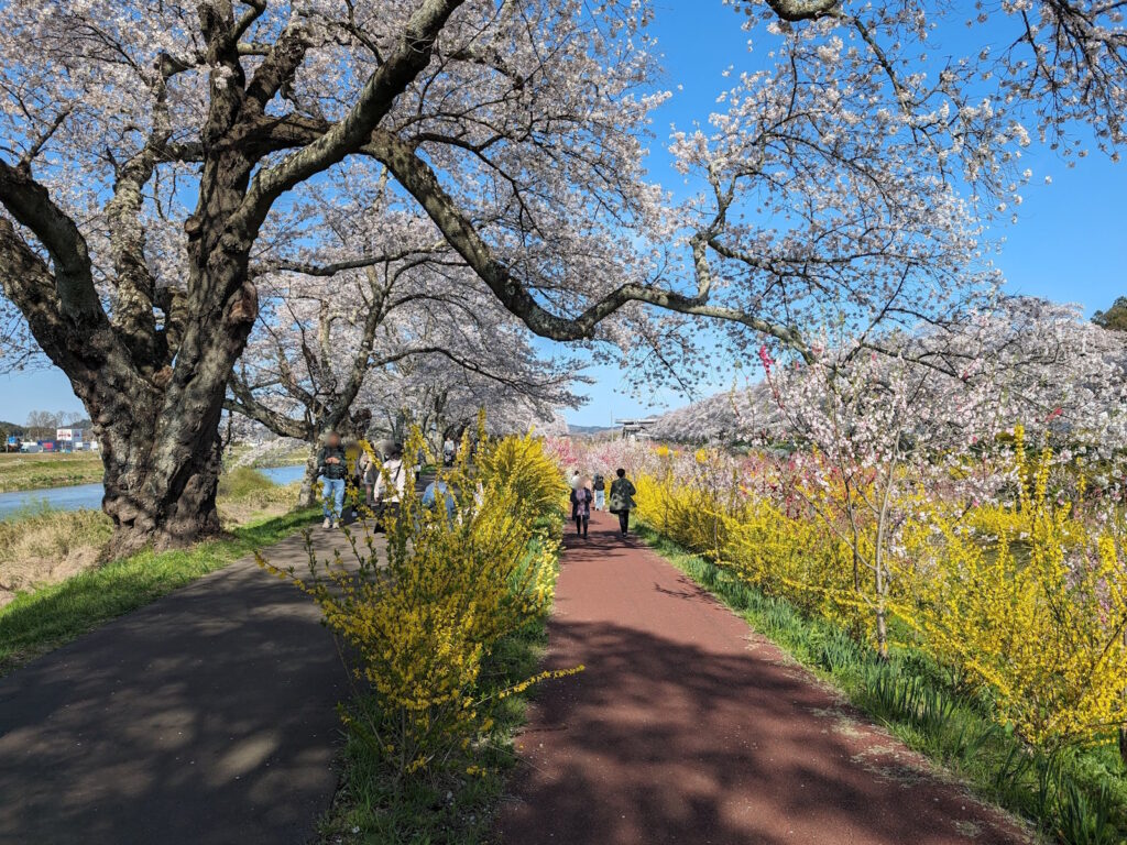 桜の道の右側にちゃっかり存在する線路