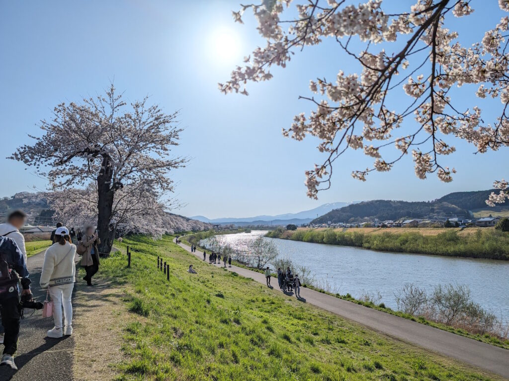 白石川の周りに咲く満開の桜