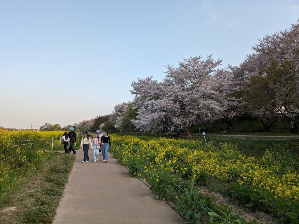 桜の木と一緒に咲き並ぶ菜の花畑