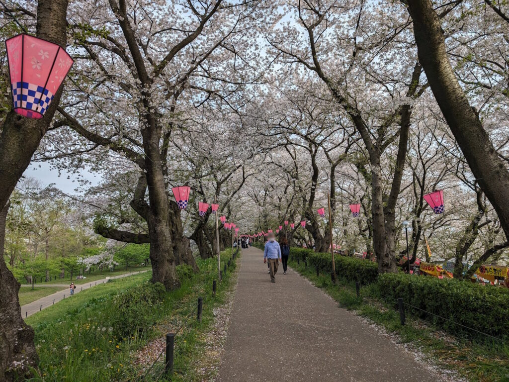 桜の木とそれに吊るされている提灯