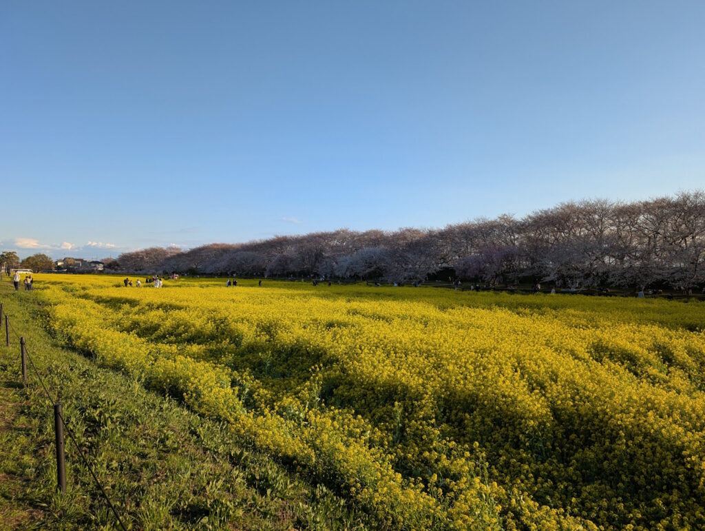 桜と菜の花畑