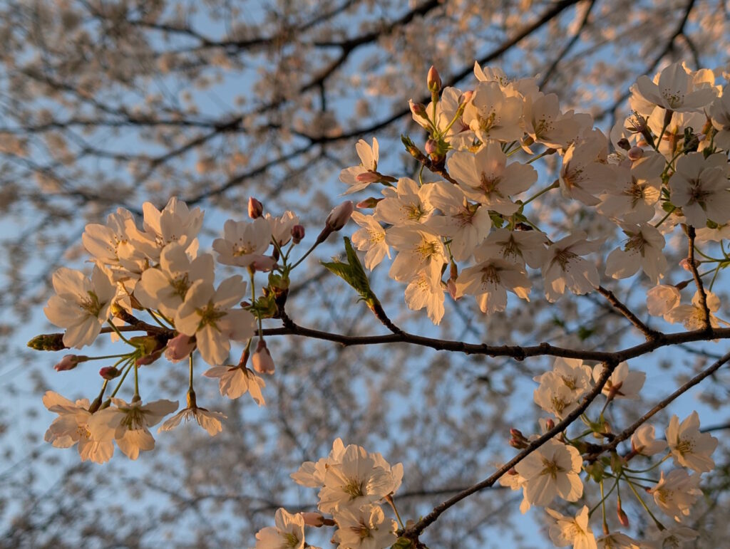 夕焼けを浴びている桜