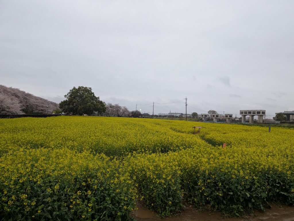 菜の花の迷路の中に設置されているフォトスポット