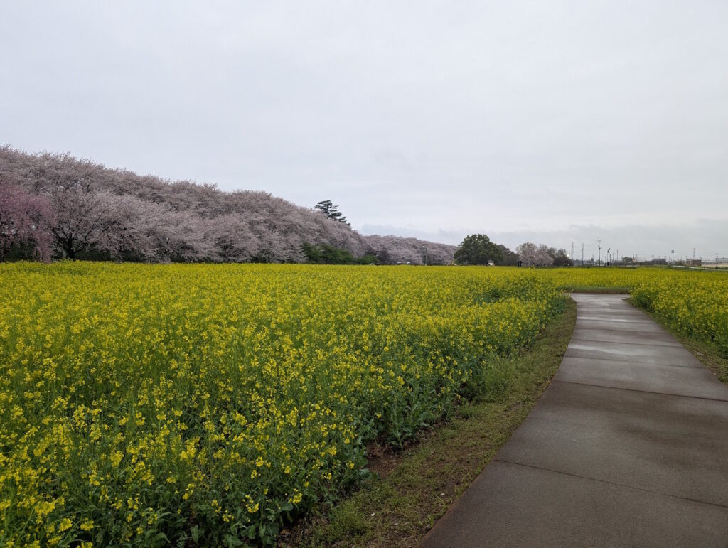 菜の花と桜