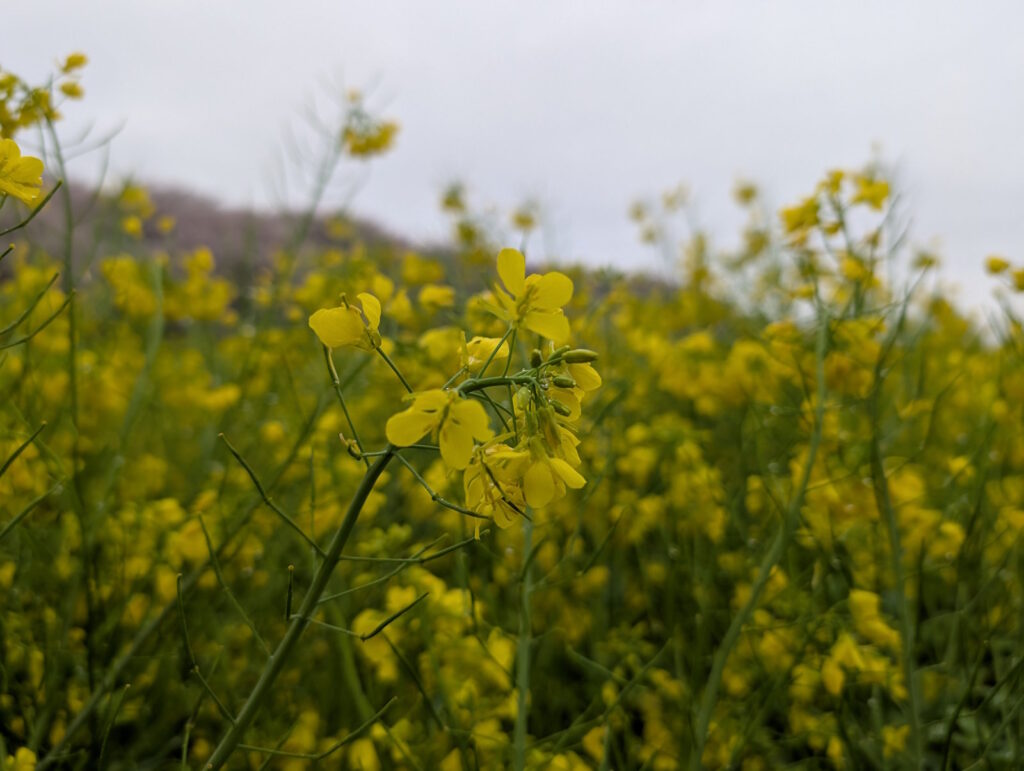 菜の花に近づいて撮った写真