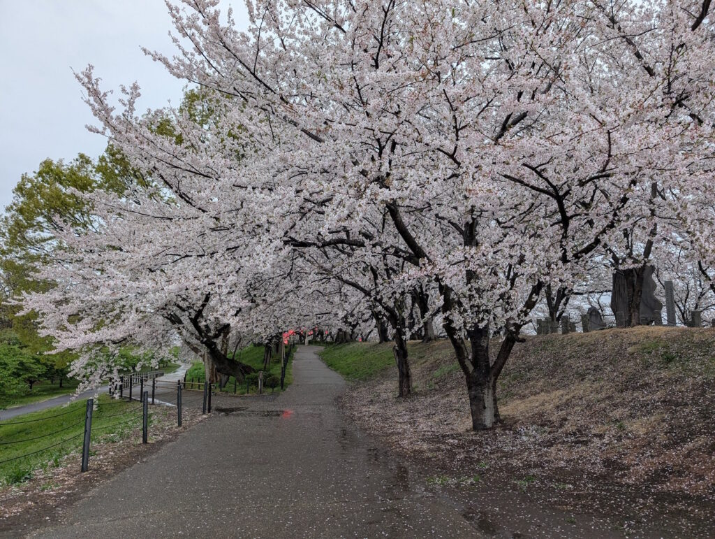 幸手権現堂桜堤の満開の桜