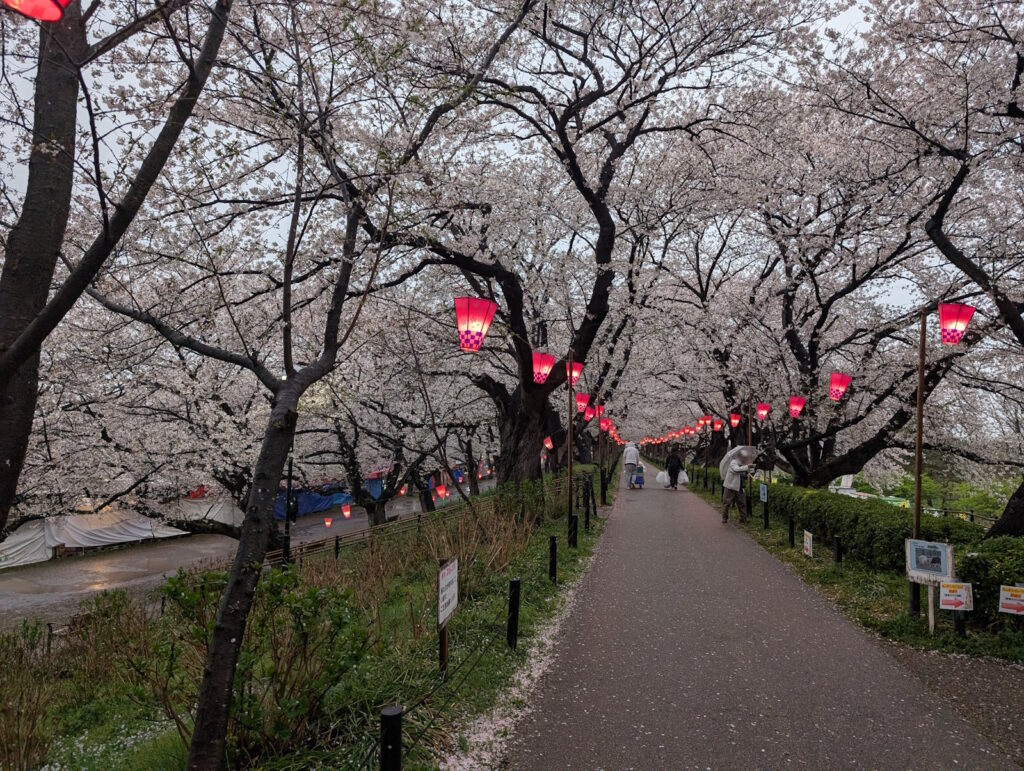 満開の桜と雪洞と沢山のお店