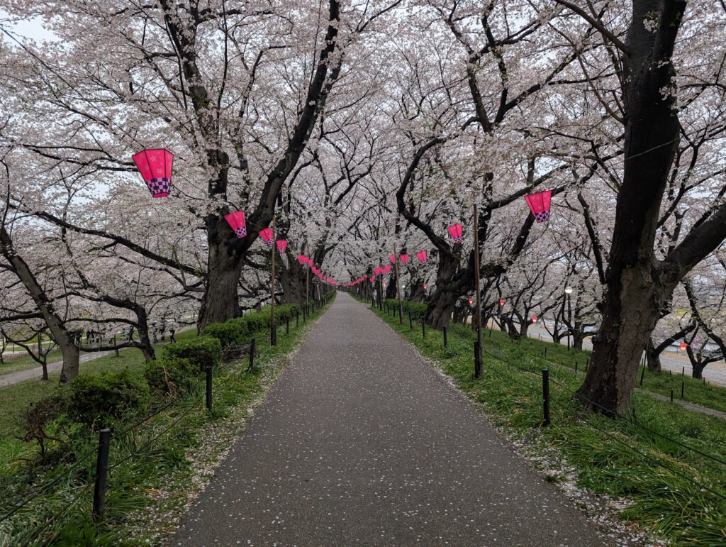 満開の桜と雪洞