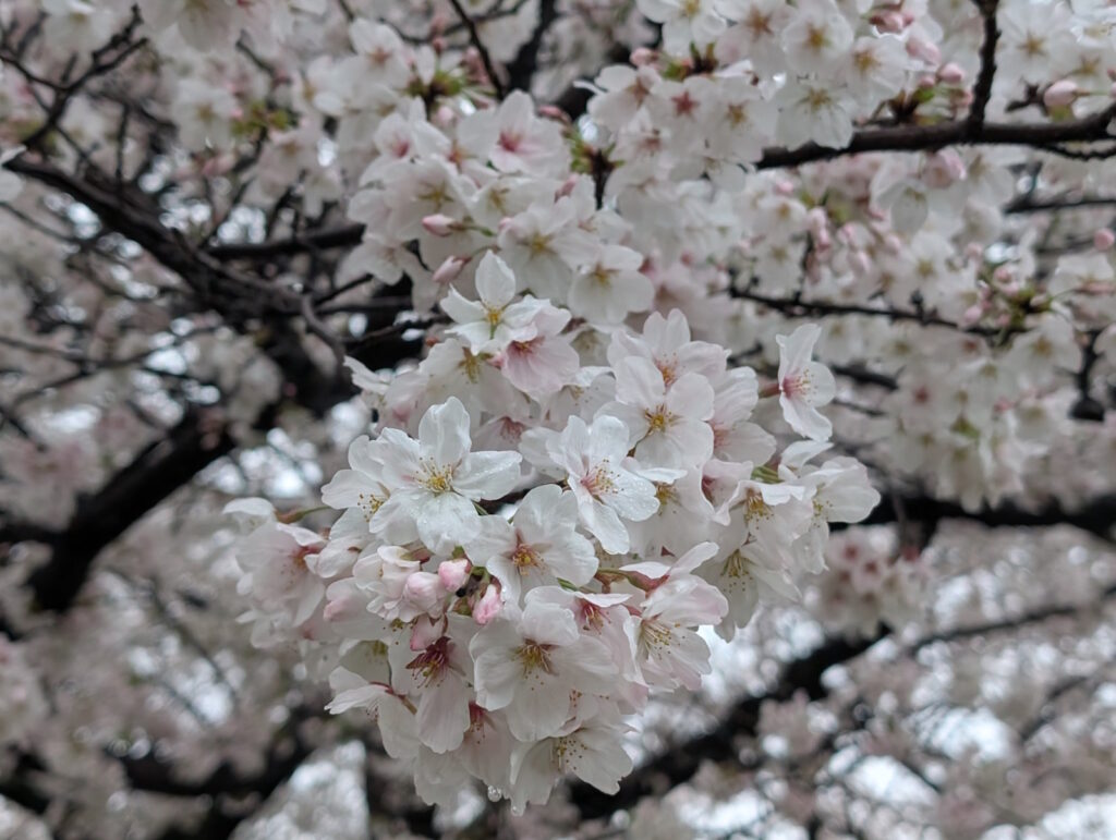 強風でちょっと荒れてるけど元気に咲く桜