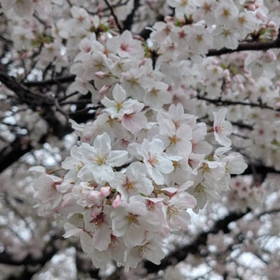 強風でちょっと荒れてるけど元気に咲く桜
