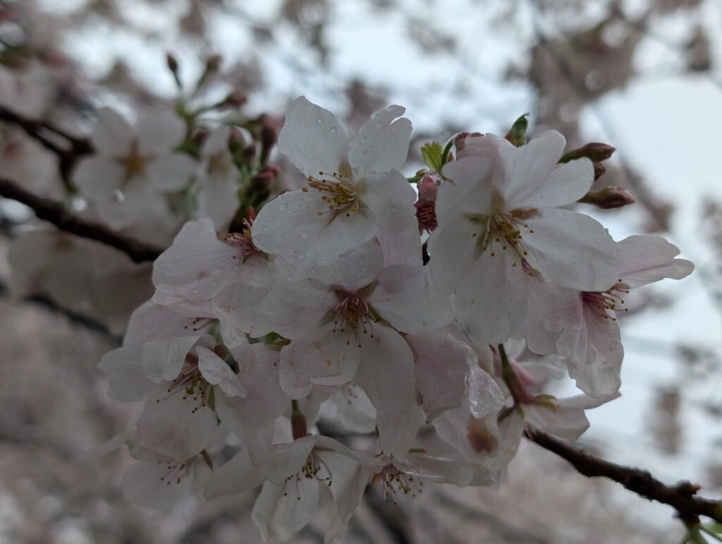 葉が濡れている桜