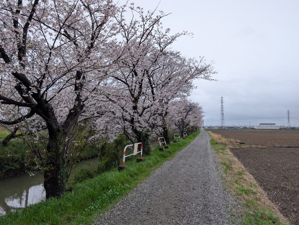 地元近くの砂利道沿いの桜