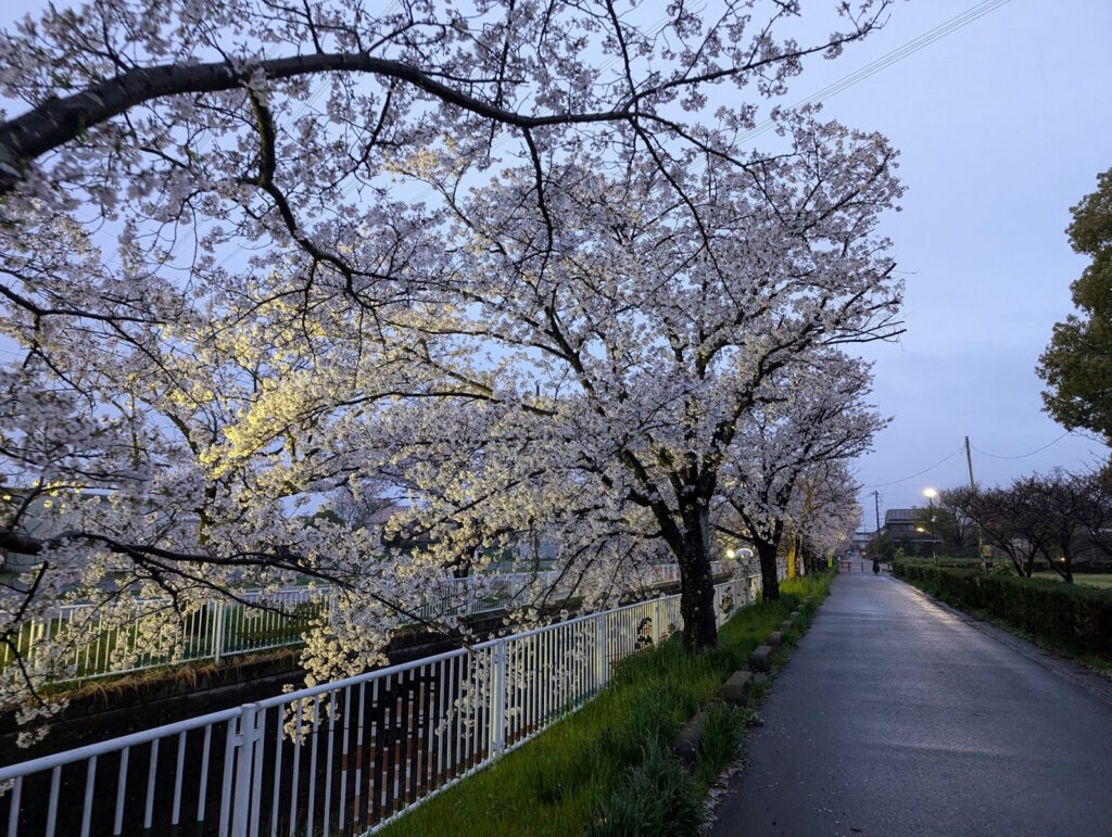 舗装された道沿いの桜