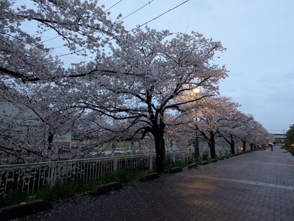 ライトが当たって綺麗な桜