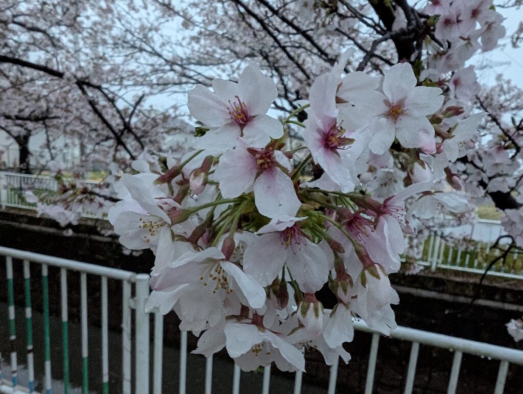 地元近くの桜を近くで見てみる