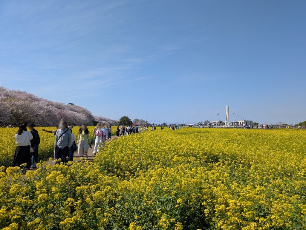 菜の花畑と満開の桜