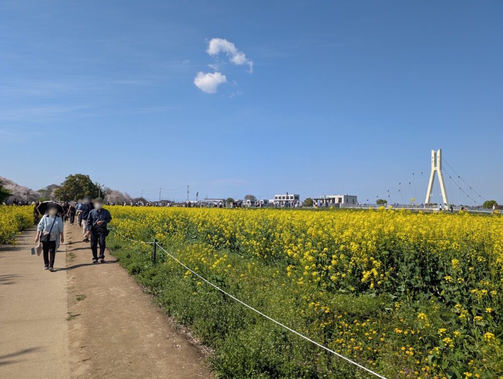 菜の花に紛れてる橋がいい感じ