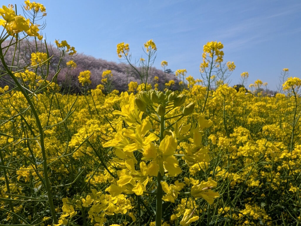 近づいて菜の花を撮ってみた