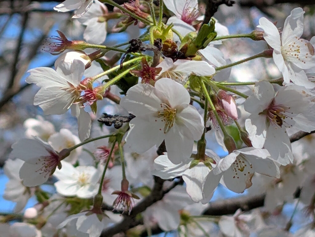桜をアップで撮ってみた