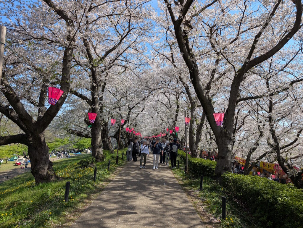 快晴の中の桜と雪洞