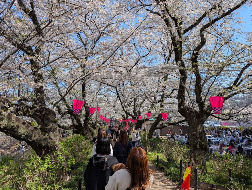 桜と右側に見える有料席