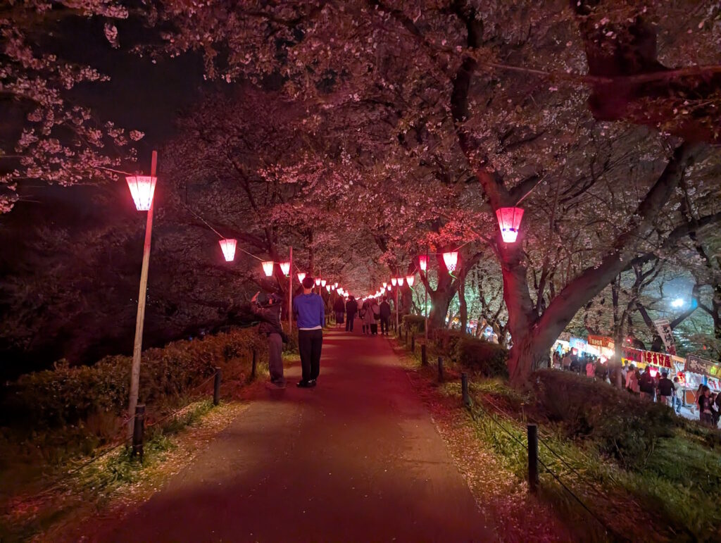 夜桜と雪洞