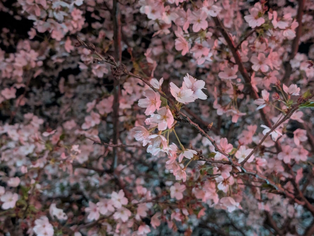ライトアップされた光に照らされて綺麗な桜