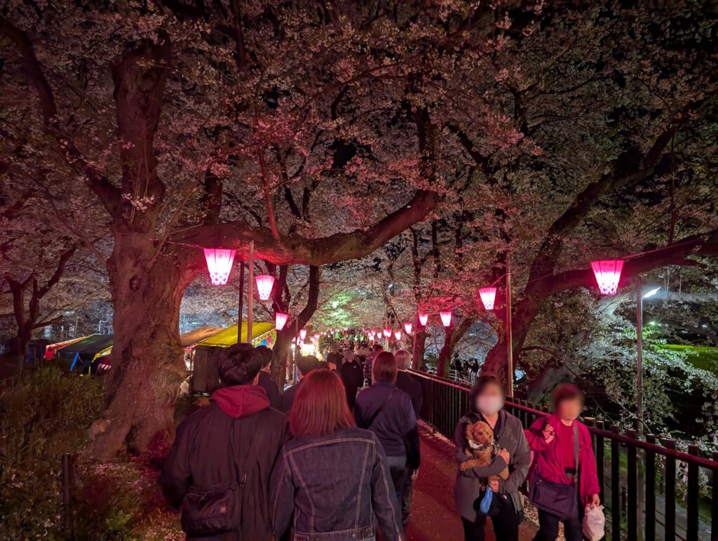 大混雑な夜桜の中の道