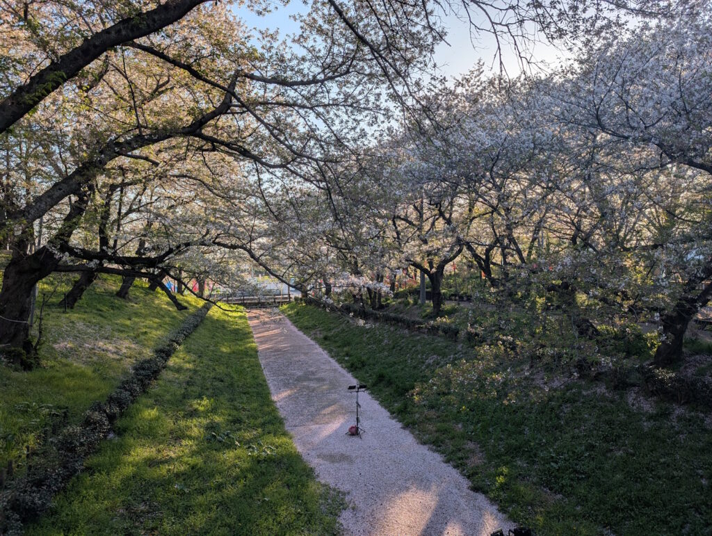 桜の花びらの川みたいな光景