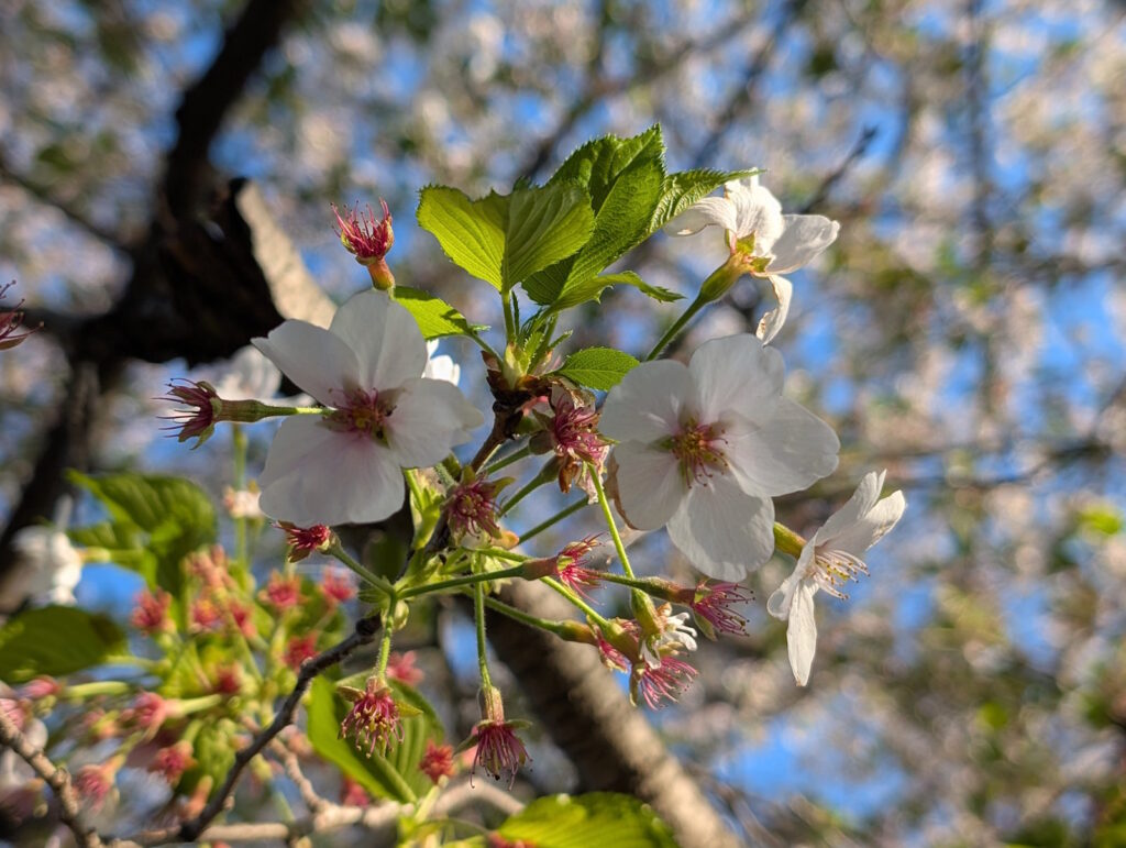 葉桜になっているけどまだまだ咲く桜
