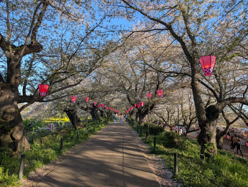 葉桜になって落ち着いている人混み