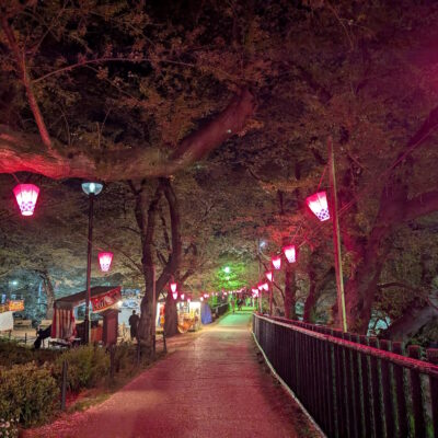 最終日の夜桜と雪洞